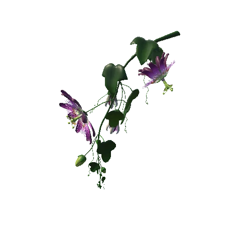 Flower Passifloraceae5